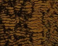 It's alive! Bacteria-filled liquid crystals could improve biosensing