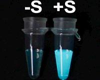 The light of fireflies for medical diagnostics