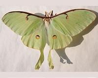 Lengthy tails of luna moths deflect bat attacks