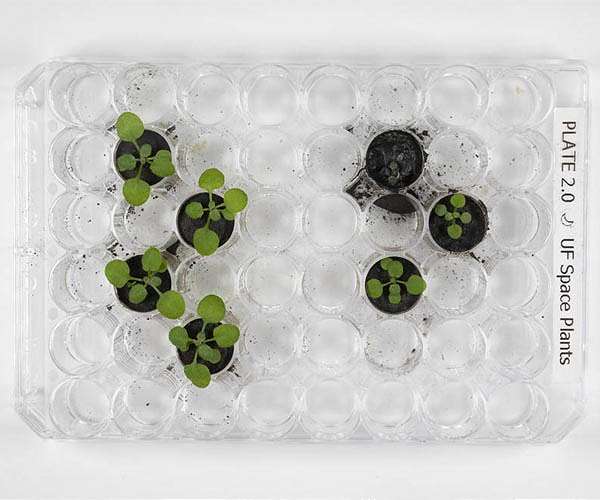 Scientists grow plants in lunar soil