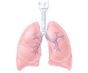 Lung regeneration closer to reality with new discovery