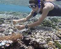 Coral gardening is benefiting Caribbean reefs