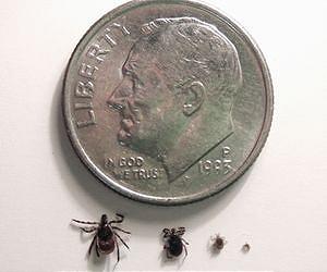 Lyme disease tick adapts to life on the fragmented prairie