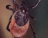 Insect Attack May Have Finished Off Dinosaurs