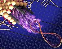 Engineers battle superbugs with star-shaped 'peptide polymers'