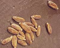 Tool-making Neanderthals dove for the perfect clam shell