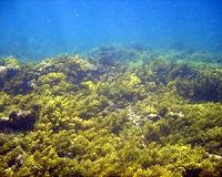Predicting coral reef futures under climate change