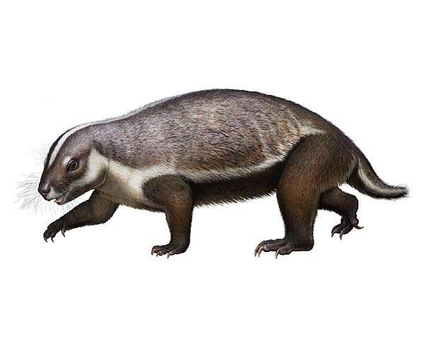 How Mammals Developed Their Upright Posture