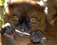 Extended habitat for the greater bamboo lemur: NGOs