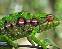 No single explanation for biodiversity in Madagascar
