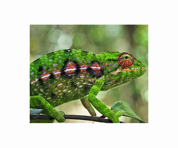 World's tiniest reptile found in Madagascar