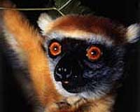 Researchers Develop New Conservation Map For Biodiversity Hotspot