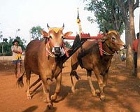DNA Analysis Reveals The Prime Stock Of Indonesian Cattle