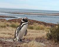 Global warming a concern at Chile's penguin paradise