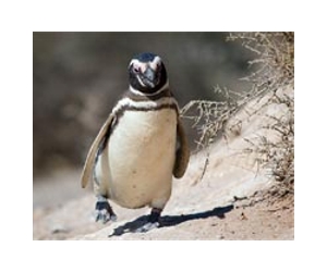 Penguins do 'the wave' to stay warm