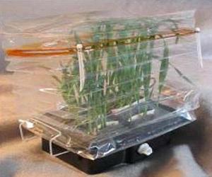 ESA To Operate A Greenhouse In Space On ISS