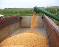 French food agency says GM maize safe