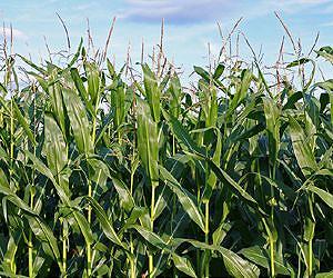 Denmark can triple its biomass production and improve the environment