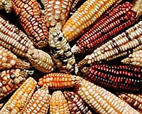 Corn's Roots Dig Deeper Into South America