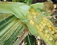 First All-African GM Crop Is Resistant To Maize Streak Virus