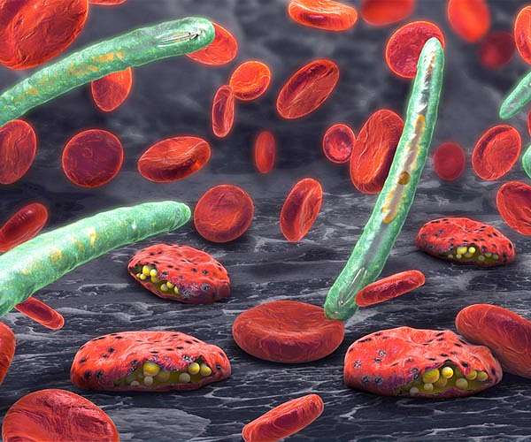 Biological engineers find a new target for malaria drugs
