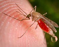 Malaria Millennium Development Goal Unlikely To Be Met