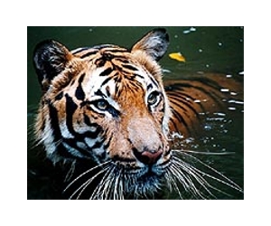 13 Asian countries pledge to double tiger population