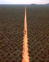 Indonesian And China Sign Bio-Fuel Deal