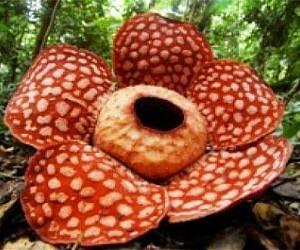 Parasitic plants 'steal' genes from their hosts