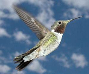 Where have all the hummingbirds gone?