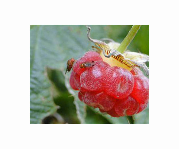 Wild Balkan berries keep gin taste steady as climate shifts