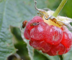 Study Offers New Insights on Invasive Fly Threatening US Fruit Crops