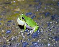 Multi-hop communication: Frog choruses inspire wireless sensor networks