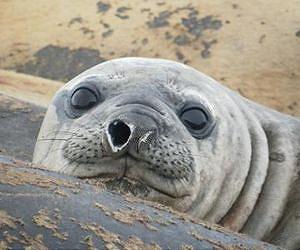 Elephant seal travels 18,000 miles