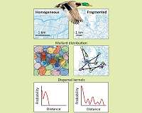 Wintering ducks connect isolated wetlands by dispersing plant seeds