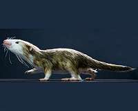 Tiny fossils reveal how shrinking was essential for successful evolution