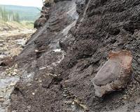 Mammoths killed by abrupt climate change