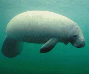 Earliest sea cow ancestors originated in Africa, lived in fresh water