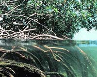 Myanmar mangroves must be replanted to bolster ecosystem: IUCN