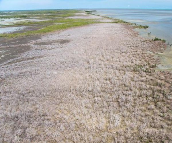 Mozambique okays Africa's largest mangrove restoration project
