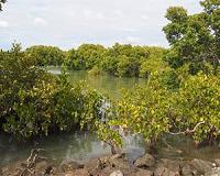 Rising seas will drown mangrove forests