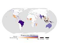 NASA study maps the roots of global mangrove loss