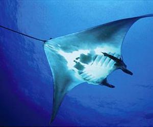 Habits and hidden journeys of ocean giants