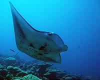 Indonesia makes first arrests of manta ray traders