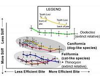 Can skull shape determine what food was on prehistoric plates