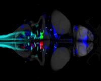 Scientists reveal how animals find their way 'in the dark'