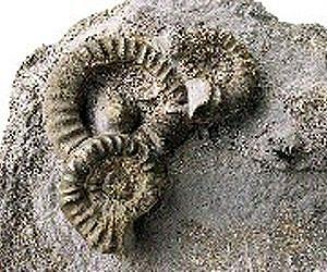 First fertile, then futile: ammonites or the boon and bane of many offspring