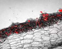 Research shows first land plants were parasitized by microbes
