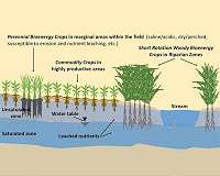 Turning marginal farmlands into a win for farmers and ecosystems