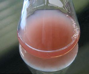 Think Pink! Success of pink bacteria in oceans of the world